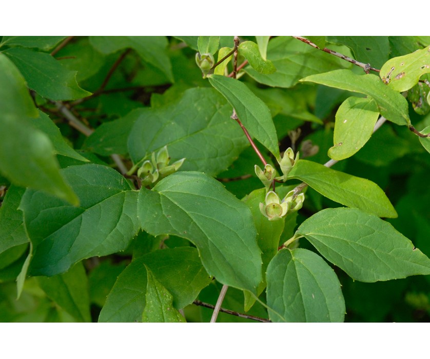 Cheyenne Mock Orange